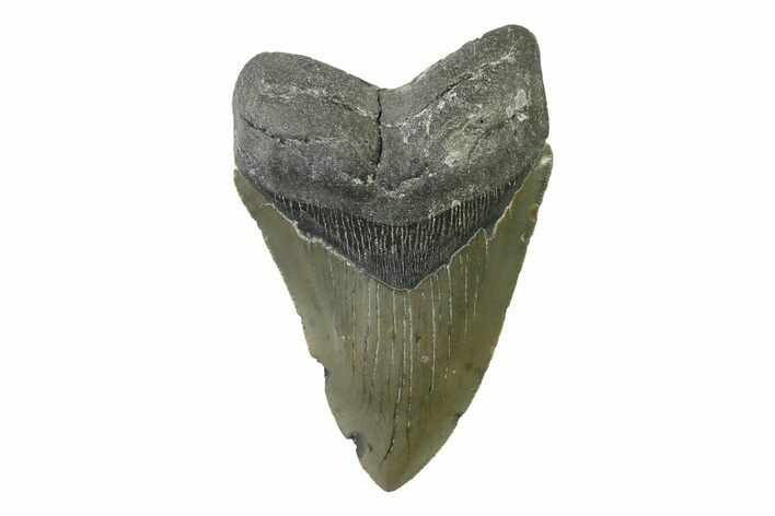 Serrated, Fossil Megalodon Tooth - North Carolina #338470